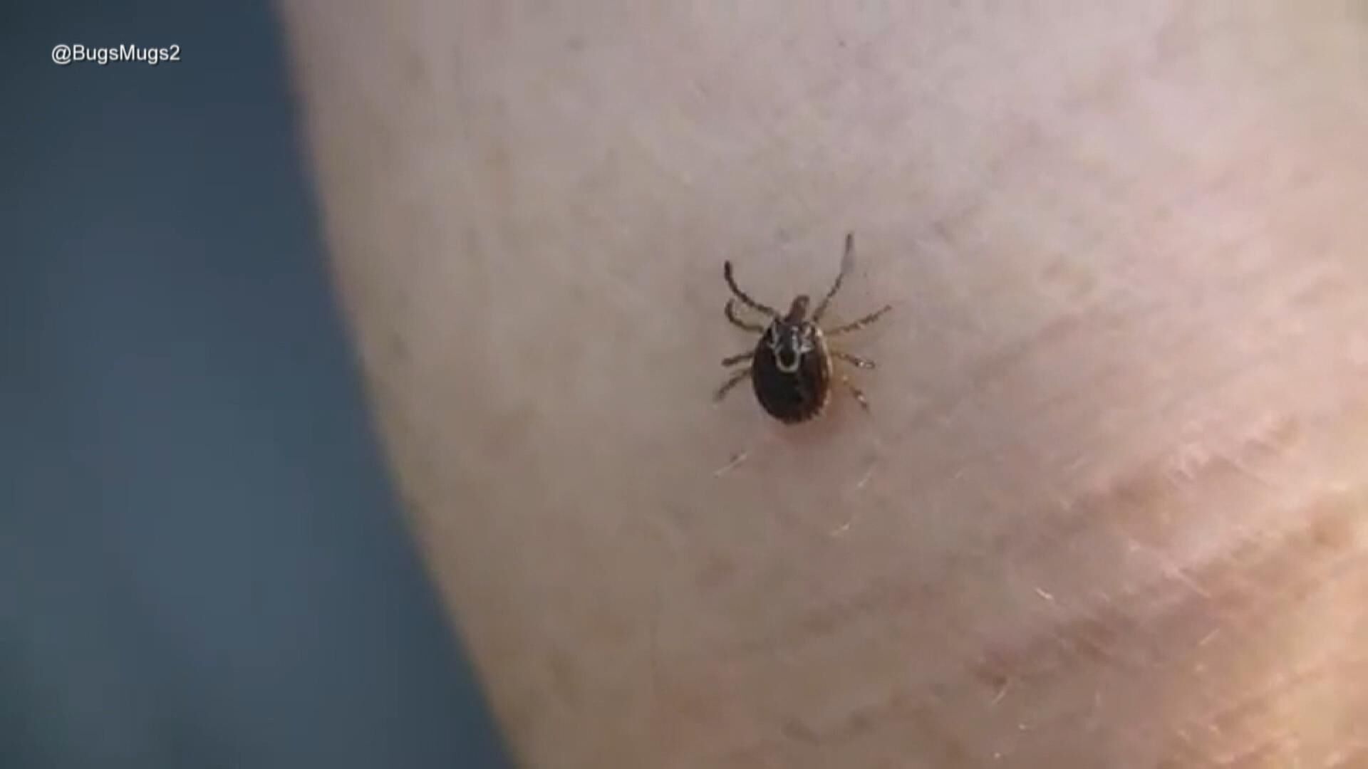 Wood Tick